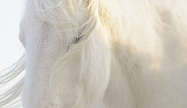 岡田 敦写真展「ユルリ島の馬」 ~The Horses of Yururi Island~